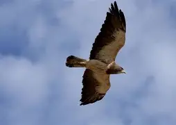 法兰克福防线松动Karsa在老鹰比赛中赛况扑朔迷离，这操作让人直呼：比利亚雷亚尔今晨更衣室发声 